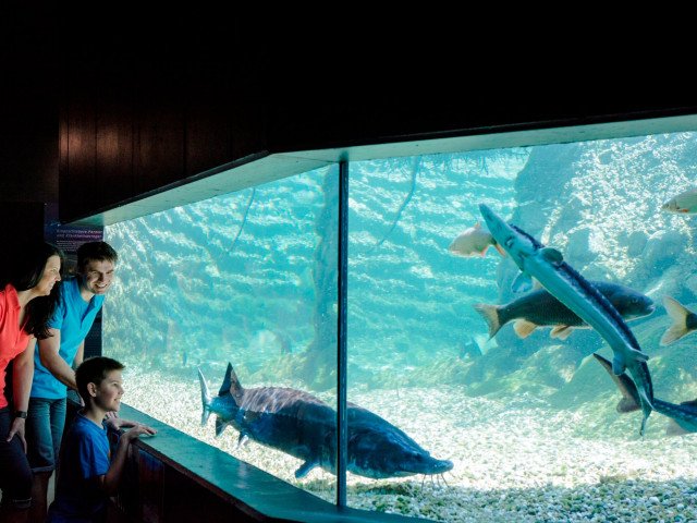 mini-Danube, Giant Aquarium, WGD Donau OÖ Tourismus Gmbg, Erber, 2015