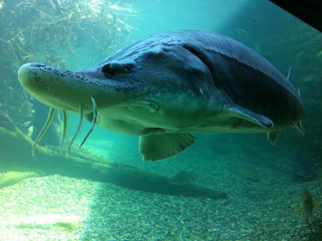 Mini-Danube, Giant-Aquarium, Beluga-Sturgeon “Harry”, Silke Atteneder, 2012