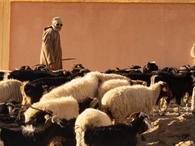A shepherd with his sheeps returning home © Tommaso Borroni