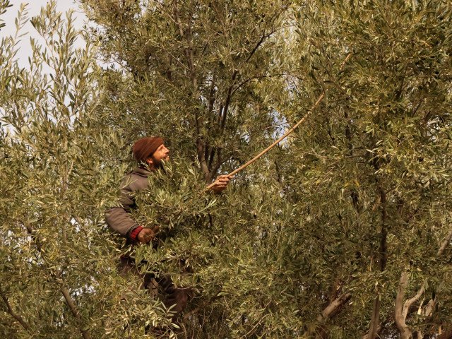 Harvesting olives © Tommaso Borroni