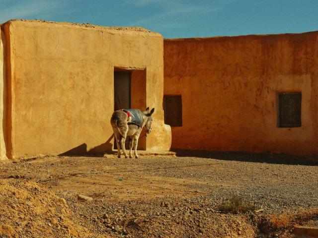 Morning light and a donkey in Douiret-Sbâa © Tommaso Borroni
