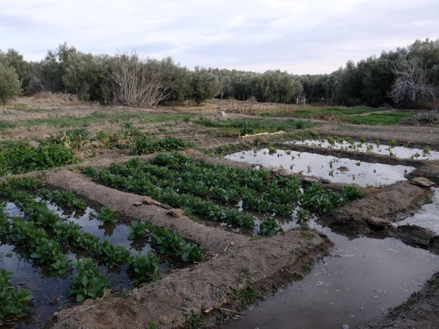 Villagers irrigate their fields through a canal system managed according to scheduled irrigation turns © Irene Leonardelli
