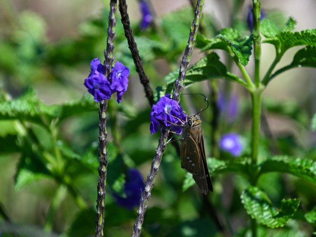Flora and fauna in the "Pollinator Maze"