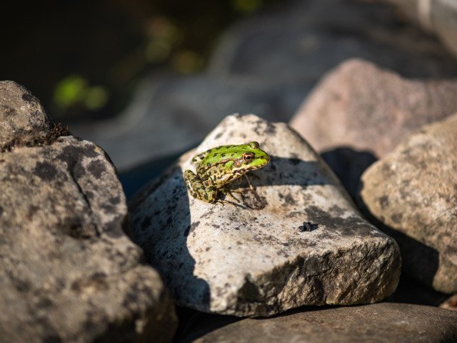 Can you spot the frogs? © Musee de l'Eau et de la Fontaine