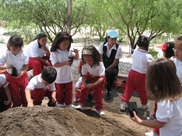 Carbon cycle seedlings preparation