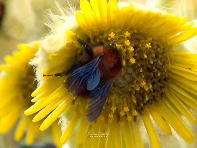 Andean bumblebee on a frailejon flower, Camilo Calvache, 2024