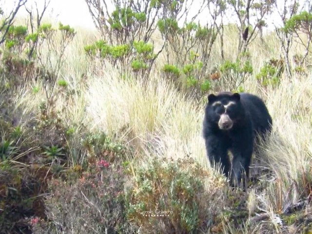 Andean or spectacled bear (Tremarctos ornatus) in the paramo of the Colombian Massif, Camilo Calvache, 2024