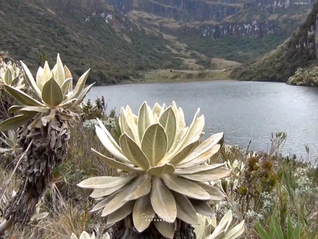 Frailejones along the shores of Santiago Lagoon in Puracé National Natural Park, Camilo Calvache, 2024