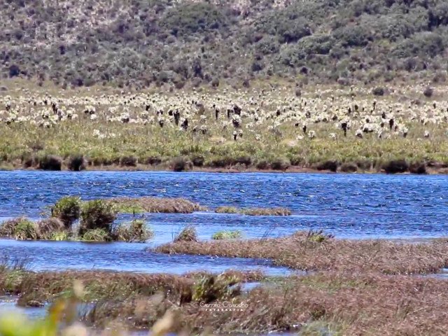 Los Patos Lagoon, a high Andean ecosystem of the Colombian Massif, Camilo Calvache, 2024