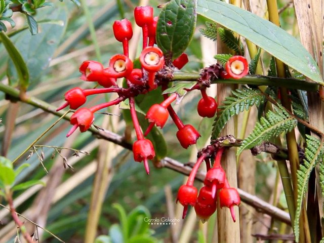 Red fruited Macleania rupestris shrub in the paramo of the Colombian Massif, Camilo Calvache, 2024
