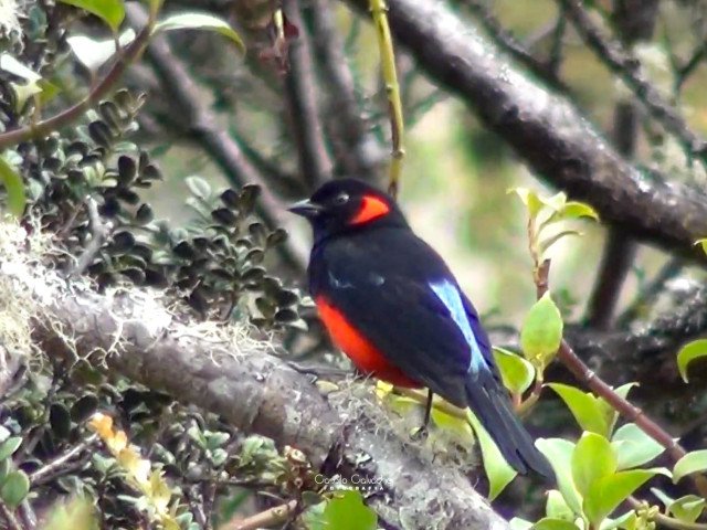 Scarlet bellied mountain tanager (Anisognathus igniventris) in the high Andean forest of the Colombian Massif, Camilo Calvache, 2024