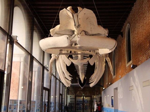 Permanent exhibit, “The Cetaceans Gallery” Venice. ©️ Fondazione Musei Civici di Venezia, 2016