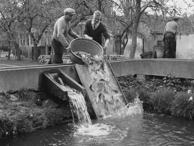 Working at the fish farm, 1950-1960s