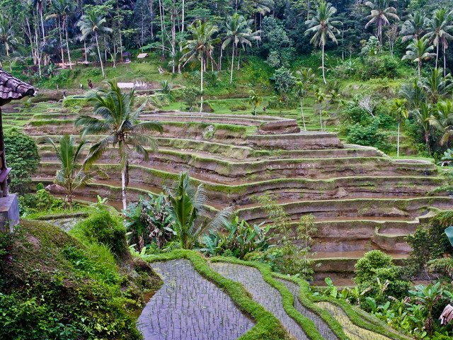 Sawah Terasering Tegal alang Ubud, Bali